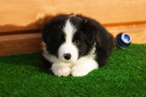 Photo №1. border collie - for sale in the city of Нижнекамск | 704$ | Announcement № 5150