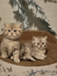 Photo №4. I will sell british shorthair in the city of Bleialf. breeder - price - 718$