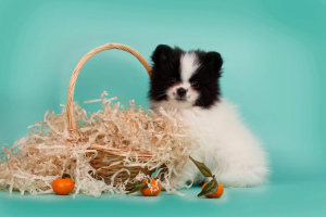 Photo №1. pomeranian - for sale in the city of Yekaterinburg | 671$ | Announcement № 4788