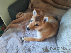 Additional photos: Shiba female for sale