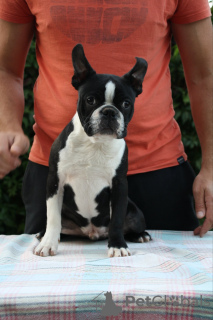 Photo №2 to announcement № 77212 for the sale of boston terrier - buy in Serbia breeder