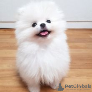 Photo №1. pomeranian - for sale in the city of Dusseldorf | Is free | Announcement № 82513