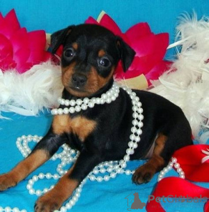 Photo №1. miniature pinscher - for sale in the city of ROSERSBERG | negotiated | Announcement № 158400