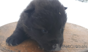 Photo №1. german shepherd - for sale in the city of Berlin | 540$ | Announcement № 8579