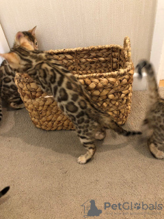 Photo №2 to announcement № 63754 for the sale of bengal cat - buy in Germany private announcement, from nursery