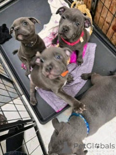 Photo №1. staffordshire bull terrier - for sale in the city of Amsterdam | 723$ | Announcement № 162736