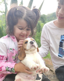 Photo №3. beagle puppies. Finland