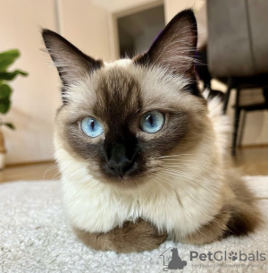 Photo №1. siamese cat - for sale in the city of Munich | 528$ | Announcement № 109694