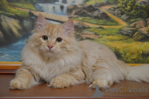Photo №2 to announcement № 17313 for the sale of siberian cat - buy in Belarus from nursery, breeder