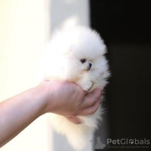 Photo №2 to announcement № 54584 for the sale of pomeranian - buy in United States private announcement