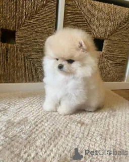 Photo №2 to announcement № 160168 for the sale of pomeranian - buy in Austria private announcement