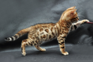 Photo №1. bengal cat - for sale in the city of St. Petersburg | 500$ | Announcement № 1578