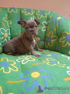 Photo №2 to announcement № 43746 for the sale of french bulldog - buy in Czech Republic private announcement