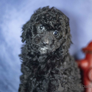 Photo №3. Poodle Male 8 weeks old Ready by Feb. 3. United Kingdom