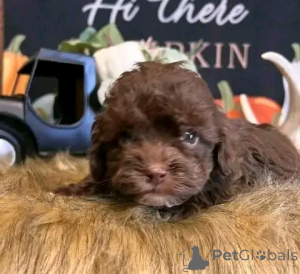 Photo №3. Standard poodle puppy for rehoming. United States