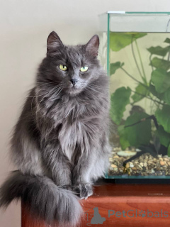 Photo №2 to announcement № 157487 for the sale of  - buy in Belarus private announcement