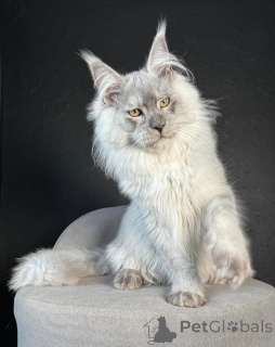 Photo №3. Luna as magical as moonlight and twice as sweet. Finland