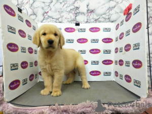 Photo №1. golden retriever - for sale in the city of Hämeenlinna | Is free | Announcement № 127913