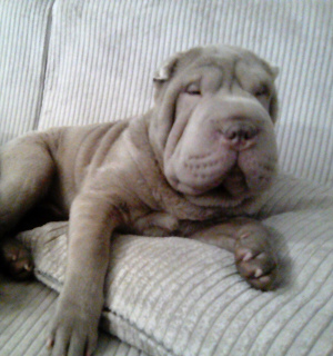 Photo №4. I will sell shar pei in the city of Pskov. from nursery, breeder - price - Negotiated