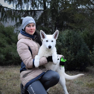 Photo №1. berger blanc suisse - for sale in the city of Dnipro | Negotiated | Announcement № 4816