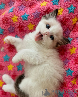 Photo №1. ragdoll - for sale in the city of Bremen | negotiated | Announcement № 158062