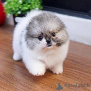 Photo №2 to announcement № 163561 for the sale of  - buy in France 