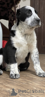 Additional photos: Alabai Central Asia Shepherd Dog Nurdzhakhan kennel