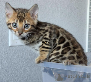 Photo №1. bengal cat - for sale in the city of Estringen | 361$ | Announcement № 177963