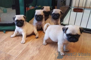 Photo №1. pug - for sale in the city of Berlin | 370$ | Announcement № 116811