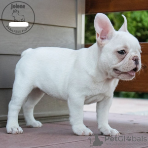 Photo №1. french bulldog - for sale in the city of Finnholmen | 1781$ | Announcement № 11133