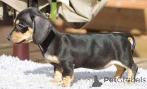 Photo №4. I will sell dachshund in the city of Sharbek. private announcement, breeder - price - 619$