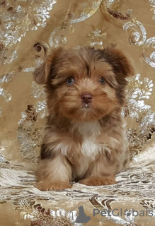 Photo №2 to announcement № 39675 for the sale of yorkshire terrier - buy in United States 