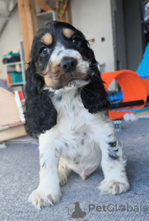 Photo №1. english cocker spaniel - for sale in the city of Żelazna | 565$ | Announcement № 129125