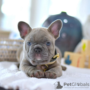 Photo №1. french bulldog - for sale in the city of Roermond | negotiated | Announcement № 102079