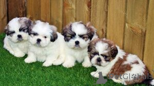 Photo №1. shih tzu - for sale in the city of Luven | 200$ | Announcement № 165749