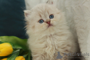 Photo №2 to announcement № 51381 for the sale of british longhair - buy in Ukraine from nursery