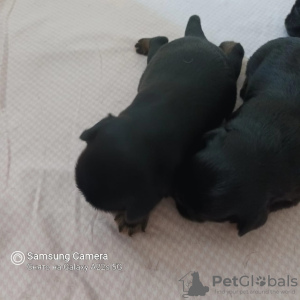 Photo №3. 4 Brussels Griffon puppies for sale. Russian Federation