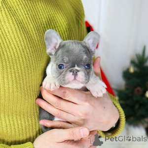 Photo №1. french bulldog - for sale in the city of Cambridge | 250$ | Announcement № 156352