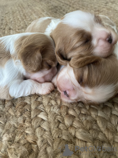 Photo №4. I will sell cavalier king charles spaniel in the city of Vienna. from nursery - price - 2898$