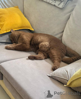 Photo №4. I will sell british shorthair in the city of Berlin. breeder - price - negotiated