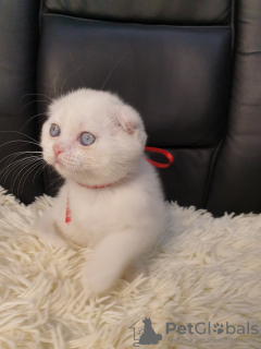 Photo №1. scottish fold - for sale in the city of Сороки | 355$ | Announcement № 13503