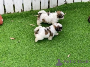 Photo №1.  - for sale in the city of Kuwait City | negotiated | Announcement № 161564