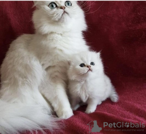 Photo №1. persian cat - for sale in the city of Амстердам | negotiated | Announcement № 75595