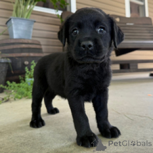 Photo №4. I will sell labrador retriever in the city of Frankfurt. private announcement - price - 619$