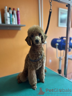 Photo №4. I will sell poodle (toy) in the city of Нови Сад.  - price - Is free