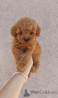 Photo №1. poodle (toy) - for sale in the city of Belgrade | negotiated | Announcement № 144964