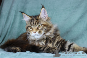 Photo №1. maine coon - for sale in the city of Volgograd | 405$ | Announcement № 14216
