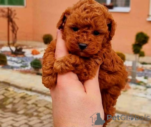 Photo №1. poodle (toy) - for sale in the city of Werbass | negotiated | Announcement № 113949