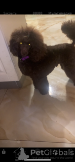 Photo №2 to announcement № 42697 for the sale of poodle (toy) - buy in Belarus from nursery, breeder