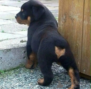 Photo №1. rottweiler - for sale in the city of Kaunas | negotiated | Announcement № 122051